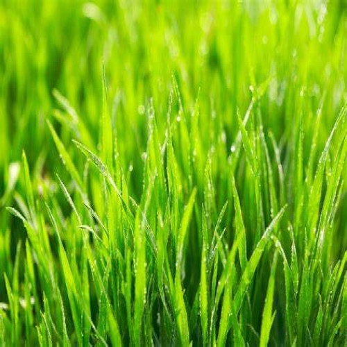 Grass