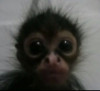 weirkid