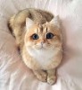 tomoclaude