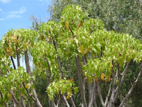 PaloLoco